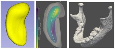 Skeletons, Object Shape, Statistics